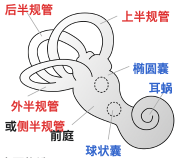 眩晕恶心，竟是耳朵里的“小石头”跑偏了？
