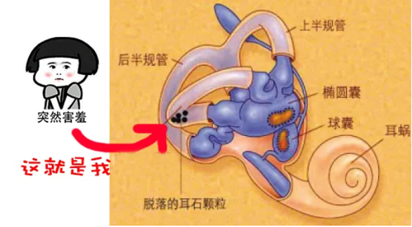 4120_nhbl_4469.png